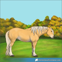 Horse Color:Palomino 