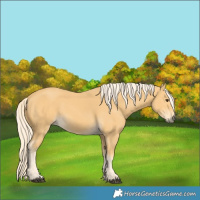 Horse Color:Palomino