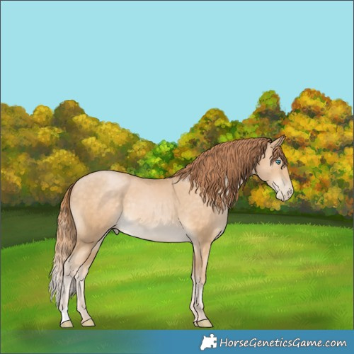 Horse Color:Buckskin Pearl 