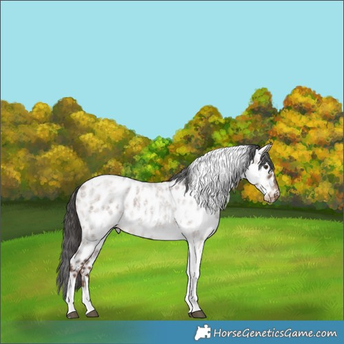 Horse Color:Liver Red Dun Roan Tobiano Appaloosa Brindle 