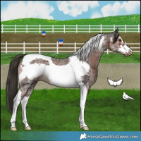 Horse Color:Liver Chestnut Sabino Tobiano Frame 