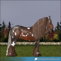 Horse Color:Gray White Spotted Liver Chestnut 