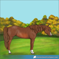 Horse Color:Chestnut Rabicano  and Chestnut Rabicano 