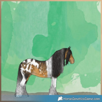 Horse Color:Buckskin Tobiano Appaloosa 