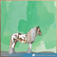 Horse Color:Chocolate Palomino Tobiano Near Leopard 