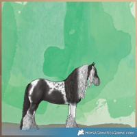 Horse Color:Smoky Black Tobiano