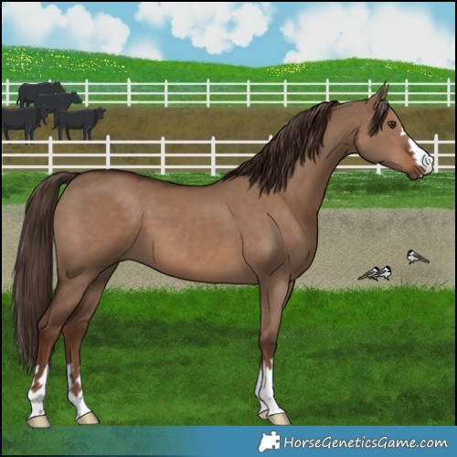 Horse Color:Liver Red Dun 