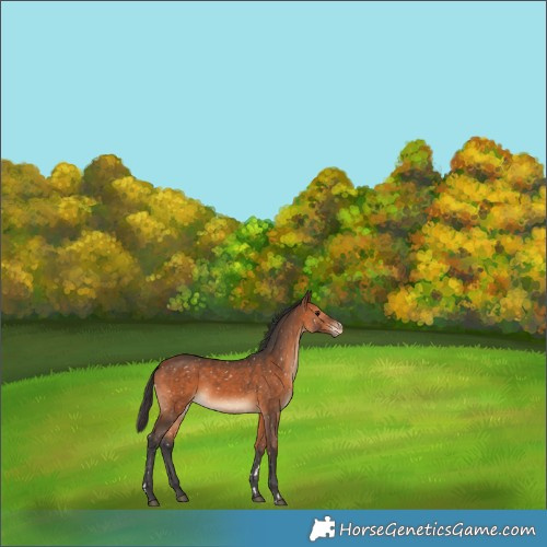 Horse Color:Bay Appaloosa