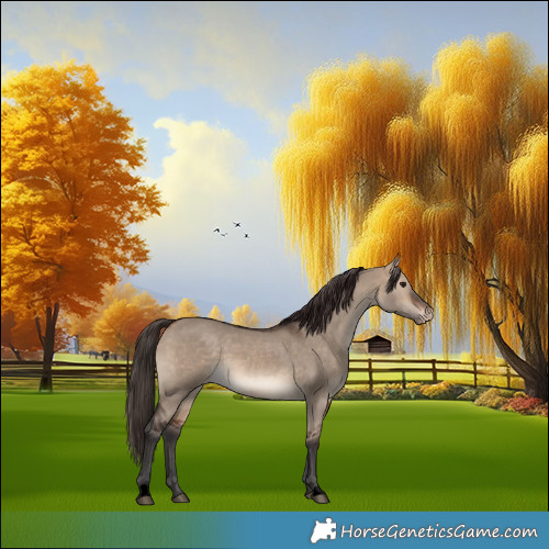 Horse Color:Void Brown Dun Appaloosa 