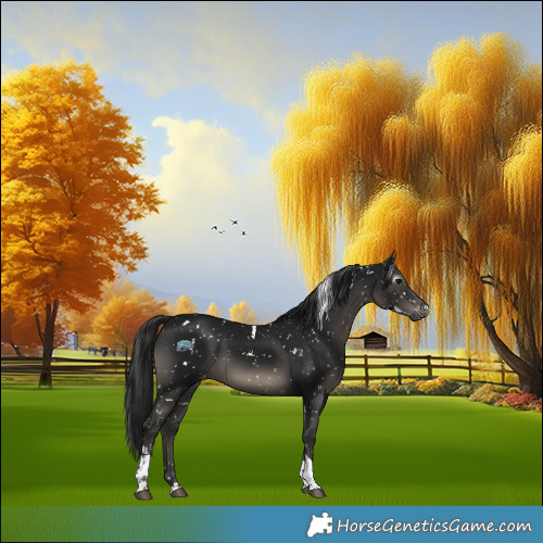 Horse Color:Gray White Spotted Black Tobiano Appaloosa 