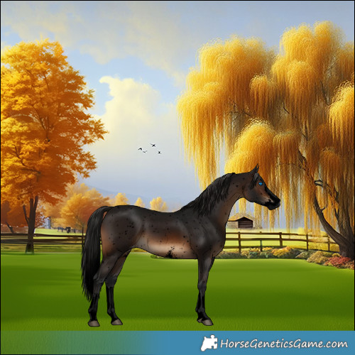 Horse Color:Gray Void Brown Sabino Splash Appaloosa 