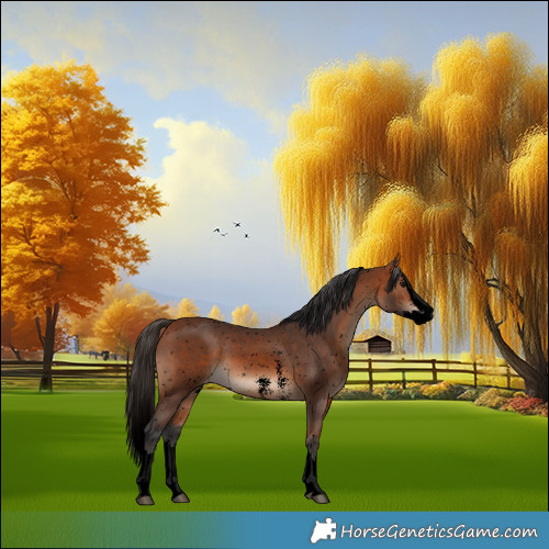 Horse Color:Void Bay Sabino Splash Appaloosa 