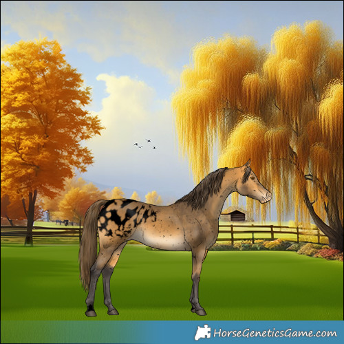 Horse Color:Void Buckskin Appaloosa 