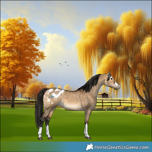 Horse Color:Gray Bay Dun Appaloosa