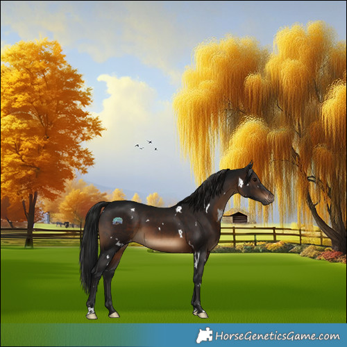 Horse Color:Gray White Spotted Brown Appaloosa 