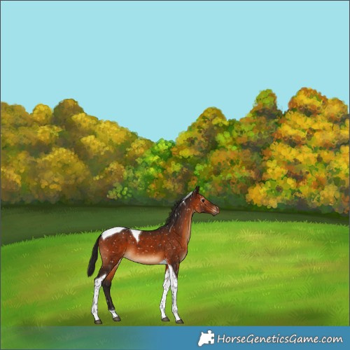 Horse Color:Gray Bay Tobiano Appaloosa 