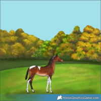 Horse Color:Gray Bay Tobiano Snowflake Varnish 