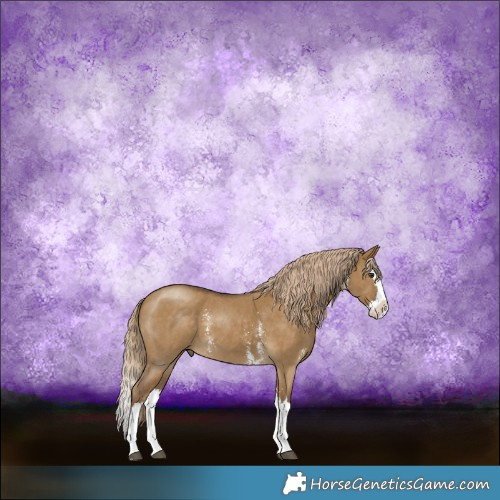 Horse Color:Chocolate Palomino Dun Sabino Splash 