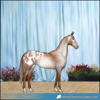 Horse Color:Gray Gold Champagne Blanket 