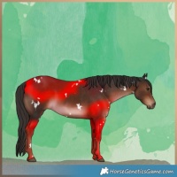 Horse Color:White Spotted Liver Chestnut 