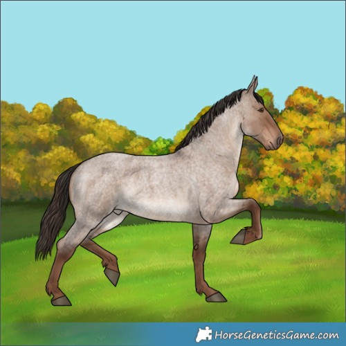 Horse Color:Liver Red Dun Roan 