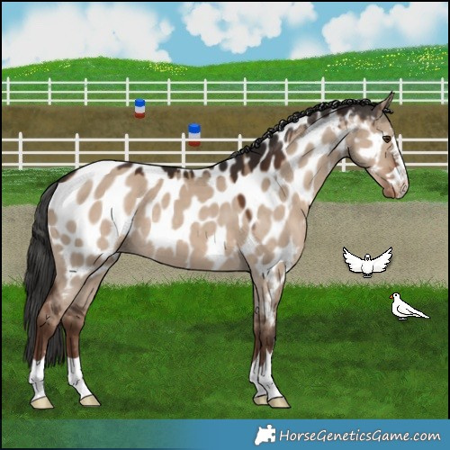Horse Color:Liver Red Dun Near Leopard 
