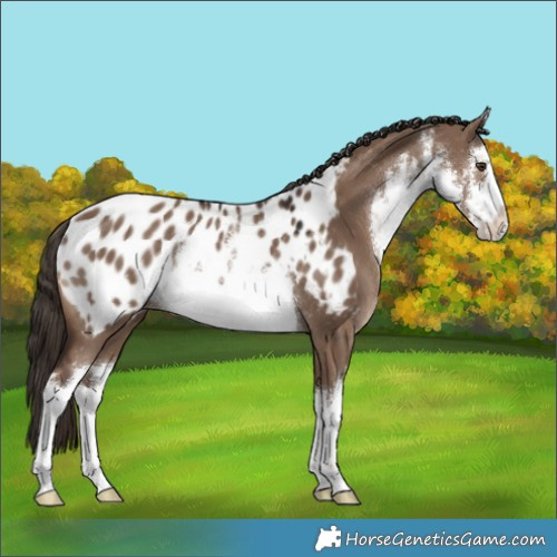 Horse Color:White Spotted Liver Red Dun Appaloosa Rabicano 