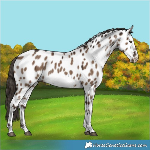 Horse Color:White Spotted Liver Red Dun Appaloosa Rabicano 