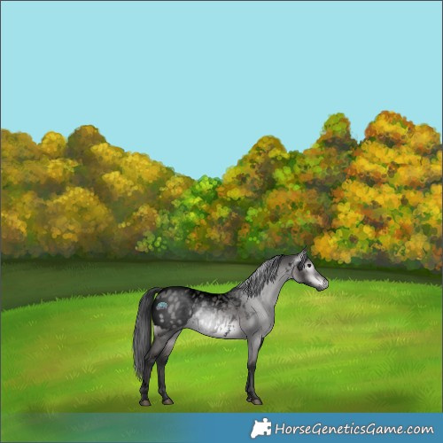 Horse Color:Gray Void Platinum White Spotted Brown Dun Blanket