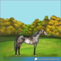 Horse Color:Gray Void White Spotted Buckskin Dun Blanket 