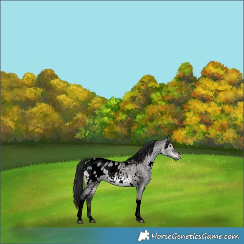 Horse Color:Gray Void Platinum White Spotted Brown Dun Tobiano Appaloosa