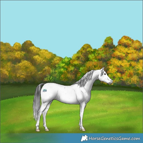 Horse Color:Gray Platinum Brown Dun Sabino Near Leopard