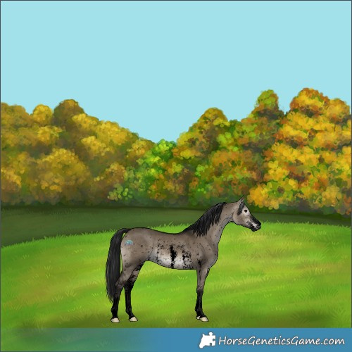 Horse Color:Gray Void Brown Dun Sabino Appaloosa