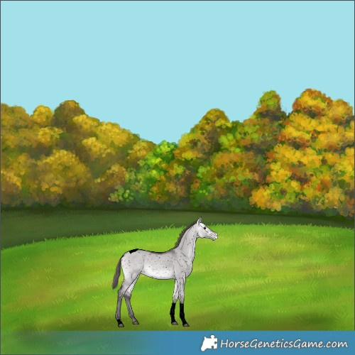 Horse Color:Void Platinum Buckskin Dun Tobiano Appaloosa 