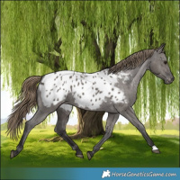 Horse Color:Smoky Grullo Appaloosa 