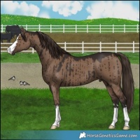 Horse Color:Liver Red Dun Brindle 