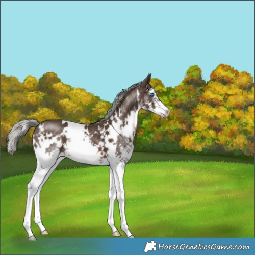 Horse Color:White Spotted Liver Chestnut Mushroom Sabino Splash 