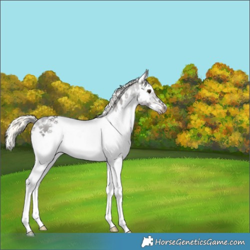 Horse Color:White Spotted Liver Chestnut Mushroom Frame 