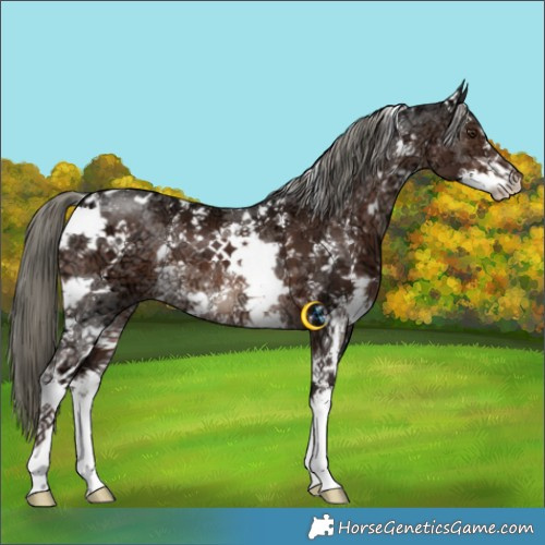 Horse Color:White Spotted Liver Chestnut Ice Mushroom Sabino