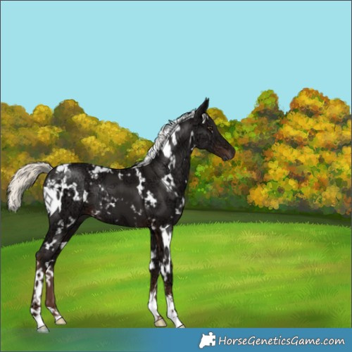 Horse Color:White Spotted Liver Chestnut Ice Mushroom 