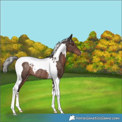 Horse Color:Liver Chestnut Mushroom Tobiano Rabicano 