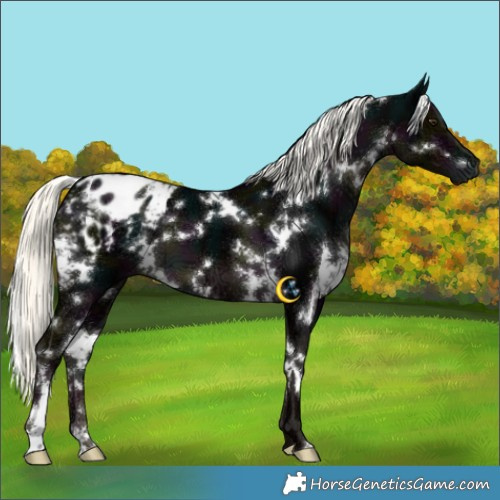 Horse Color:White Spotted Midnight Liver Chestnut Ice Mushroom Appaloosa 