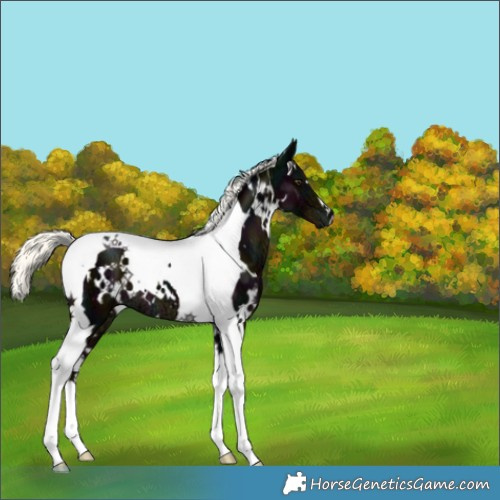 Horse Color:White Spotted Midnight Liver Chestnut Ice Mushroom Tobiano 