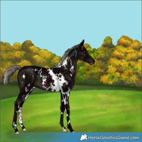 Horse Color:White Spotted Midnight Liver Chestnut Ice Mushroom 