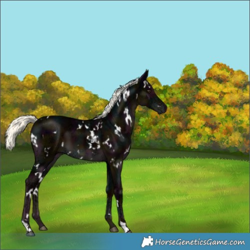 Horse Color:White Spotted Midnight Liver Chestnut Ice Mushroom 