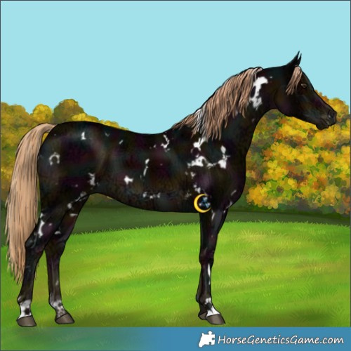 Horse Color:White Spotted Midnight Liver Chestnut Ice