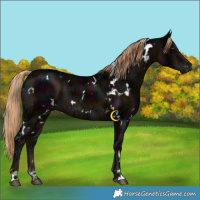 Horse Color:White Spotted Midnight Liver Chestnut Ice 
