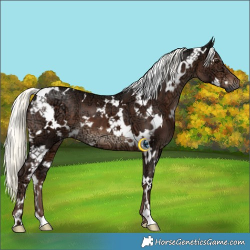 Horse Color:White Spotted Liver Chestnut Ice Mushroom