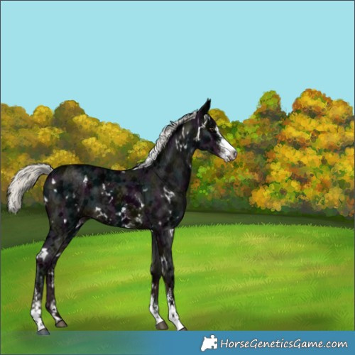 Horse Color:White Spotted Midnight Liver Chestnut Ice Mushroom Sabino 