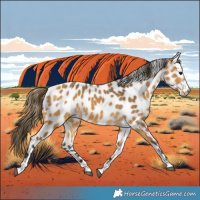 Horse Color:Buckskin Appaloosa 